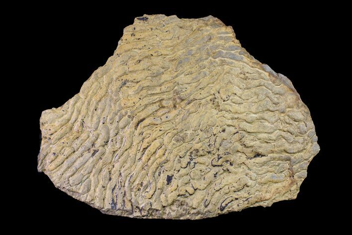 Pennsylvanian, Fossil Microbial Mat - Oklahoma #155982